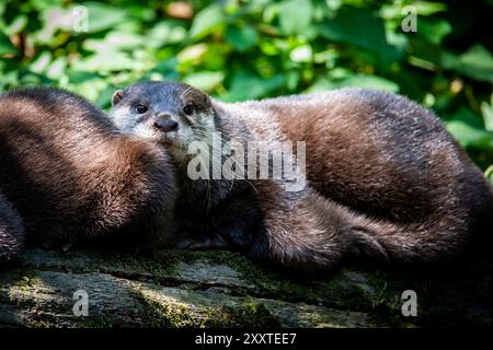 Zwei Otter zusammen auf einem Baumstamm im Wald. Stockfoto