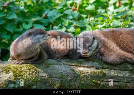 Zwei Otter zusammen auf einem Baumstamm im Wald. Stockfoto