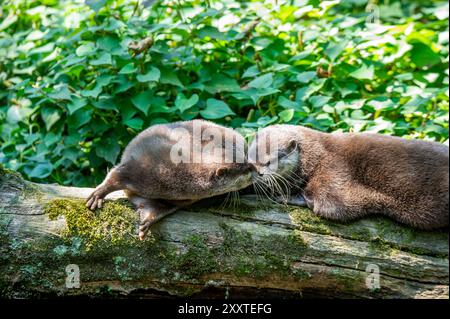 Zwei Otter zusammen auf einem Baumstamm im Wald. Stockfoto