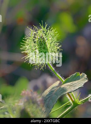 Blütenknospe der Passionsblume (Passiflora foetida var. Lanuginosa) umgeben von Brakts, Galveston, Texas, USA. Stockfoto