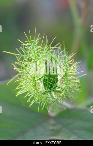 Blütenknospe der Passionsblume (Passiflora foetida var. Lanuginosa) umgeben von Brakts, Galveston, Texas, USA. Stockfoto