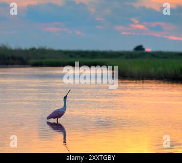 Rosenlöffelschnabel (Platalea ajaja), der bei Sonnenaufgang im flachen Wasser der Lagune in den Feuchtgebieten der Küste in Galveston, Texas, USA ruft. Stockfoto