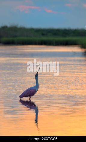 Rosenlöffelschnabel (Platalea ajaja), der bei Sonnenaufgang im flachen Wasser der Lagune in den Feuchtgebieten der Küste in Galveston, Texas, USA ruft. Stockfoto