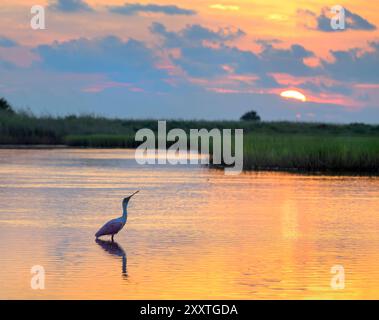 Rosenlöffelschnabel (Platalea ajaja), der bei Sonnenaufgang im flachen Wasser der Lagune in den Feuchtgebieten der Küste in Galveston, Texas, USA ruft. Stockfoto