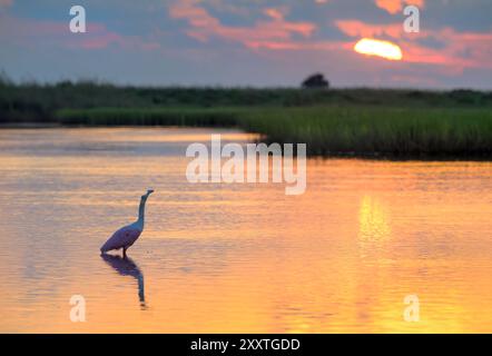 Rosenlöffelschnabel (Platalea ajaja), der den Sonnenaufgang beobachtet und das flache Wasser der Lagune in den Feuchtgebieten der Küste, Galveston, Texas, USA, bestaunt. Stockfoto