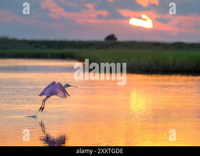 Rosenlöffelschnabel (Platalea ajaja) fliegen in den Feuchtgebieten der Küste in Galveston, Texas, USA. Stockfoto