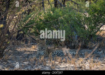 Leopard, der sich in langem, trockenem Gras ausdehnt, mit dem Kopf im Schatten einiger Bäume Stockfoto