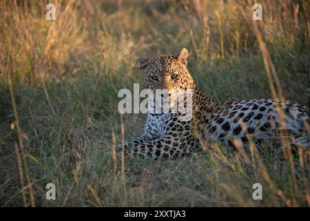 Leopard ist sehr entspannt auf langem Gras und blickt auf die Kamera Stockfoto