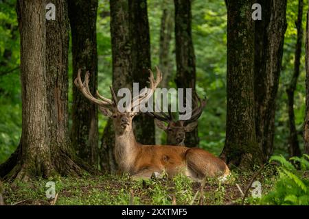 Zwei Hirsche, die im Wald liegen und wegschauen. Naturschutzgebiet Ottawa, Kanada. Hochwertige Fotos Stockfoto