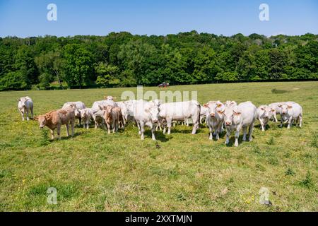 Herde von Charolais-Kühen (oder Charolaise) im Frühling auf einem Feld Stockfoto