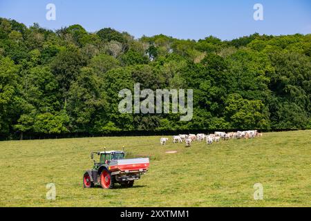 Düngemittel auf einer Wiese mit gelbem Gras während einer Frühjahrstrocknung, mit einer Herde Charolais-Kühe im Hintergrund Stockfoto