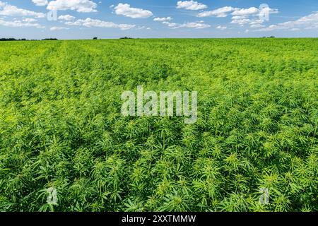 Hanffeld: Organischer Textil-Hanfanbau, natürliche Pflanzenfasern für die Textilindustrie (Cannabis sativa) Stockfoto