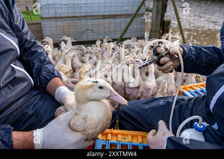 Entenimpfungsplan gegen Vogelgrippe in Außenbuchten, erste Injektion bei mulard-Enten zur Mastzeit und Gänseleber-Produktion. Tierarzt und Bauernhof Stockfoto