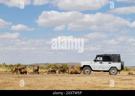 Kasachstans ländliche Landschaft, Geländewagen und Kamelzucht, Region Mangystau Stockfoto