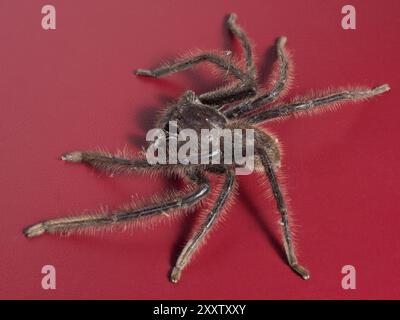 Nahaufnahme der Jägerspinne vor burgunderfarbenem Hintergrund auf Kangaroo Island, South Australia, Australien. Stockfoto