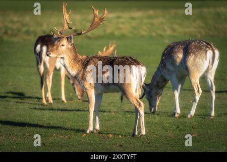 Kleine Gruppe junger Damhirsche mit Geweih, die bei Sonnenaufgang auf dem Feld im Pheonix Park, Dublin, Irland stehen Stockfoto
