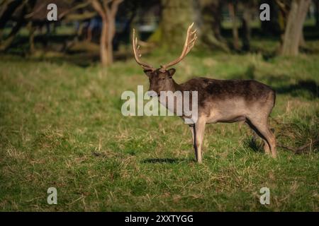 Junge männliche Damhirsche mit Geweih, die auf dem Feld stehen und die Kamera im Pheonix Park, Dublin, Irland, betrachten Stockfoto