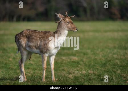 Junge Brachhirsche, die auf dem Feld sitzen, mit verschwommenem Wald im Hintergrund im Pheonix Park, Dublin, Irland Stockfoto