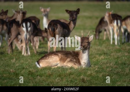 Junge Damhirschkuh, die auf dem Feld sitzt und in die Kamera blickt, mit verschwommenem Kopf im Hintergrund im Pheonix Park, Dublin, Irland Stockfoto