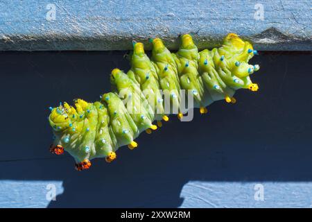 Cecropia Motte raupe auf einem Außengeländer Stockfoto