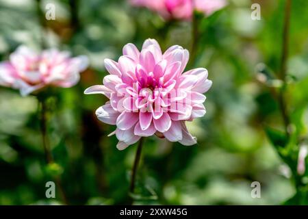 Pink Garden Dahlia „Karma Prospero“ Stockfoto