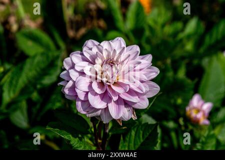 Pink Garden Dahlia „Karma Prospero“ Stockfoto