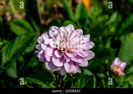 Pink Garden Dahlia „Karma Prospero“ Stockfoto