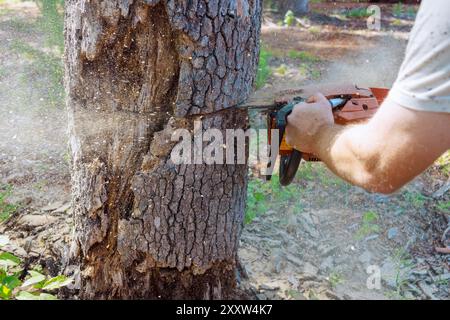 Der Forstarbeiter sägt einen alten, beschädigten großen Baum mit einer Motorsäge während des hygienischen Beschneidens ab Stockfoto