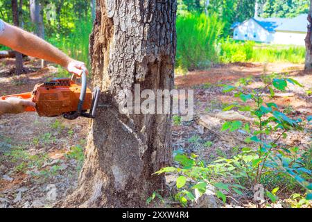 Kettensägen alter, beschädigter großer Bäume durch Waldarbeiter, der sanitären Beschneidung durchführt Stockfoto
