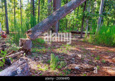 Ein Mitarbeiter eines Forstunternehmens sägt alte, beschädigte große Bäume mit einer Motorsäge ab, um hygienische Beschneidungen durchzuführen Stockfoto