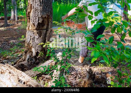 Der Forstwirt sägt einen alten, beschädigten großen Baum mit einer Kettensäge ab, um ihn hygienisch zu beschneiden Stockfoto