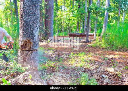 Forstarbeiter sägen einen alten Baum, der durch die Motorsäge beschädigt wurde, beschneiden ihn hygienisch Stockfoto