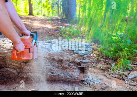 Forstarbeiter sägen Sägen alte beschädigte große Baum Kettensäge machen Sanitär-Beschneiden Stockfoto