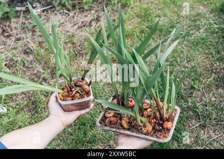 Hände, die vor dem Pflanzen gekeimte Gladioluszwiebeln halten Stockfoto