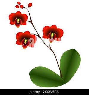 Rote Orchidee mit Blättern auf weißem Hintergrund. Stock Vektor