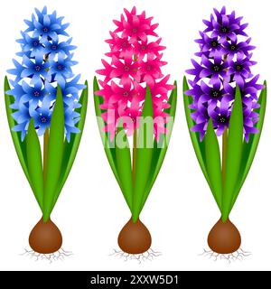 Satz farbiger Hyazinthen, isoliert auf weißem Hintergrund. Stock Vektor