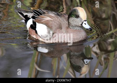 Männliche amerikanische Pfeifente Mareca Americana (ehemals Anas americana) Schwimmen bei Martin bloße WWT Lancashire, Großbritannien Stockfoto