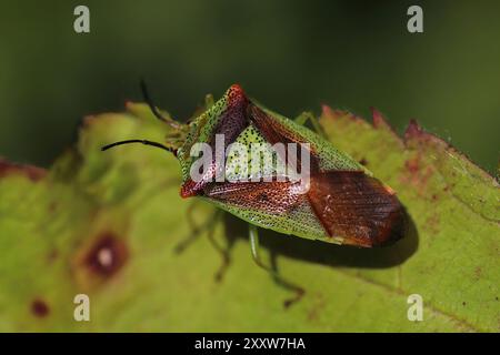 Hawthorn Shieldbug Acanthosoma haemorrhoidale adult Stockfoto