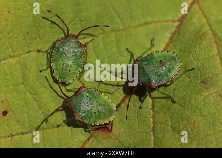 Hawthorn Shieldbug Acanthosoma haemorrhoidale Nymphen im mittleren (4.) Instar Stockfoto