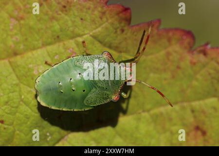 Hawthorn Shieldbug Acanthosoma haemorrhoidale Nymphe im mittleren (fünften) Stadium Stockfoto