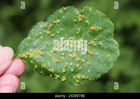 Blister Gallen an gemeinsamen Erle Alnus Glutinosa Blätter verursacht durch die Milbe Eriophyes laevis Stockfoto