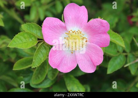 Hundsrose Rosa canina Stockfoto