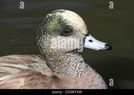 Männliche American Wigeon Mareca americana (ehemals Anas americana) Porträt aufgenommen bei Martin Mere WWT Lancashire, Großbritannien Stockfoto