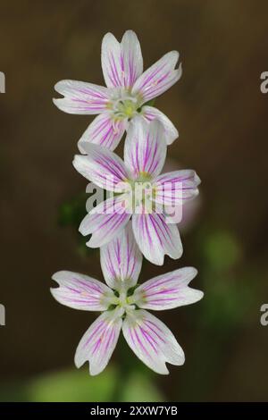 Rosa Portulak Claytonia sibirica Stockfoto