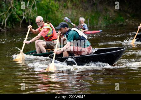 Ironbridge, Shropshire, Großbritannien. 26. August 2024 Ironbridge Coracle Regatta. Coracle Racer, die auf dem Fluss Severn planschen. Bild von David Bagnall. Quelle: David Bagnall/Alamy Live News Stockfoto