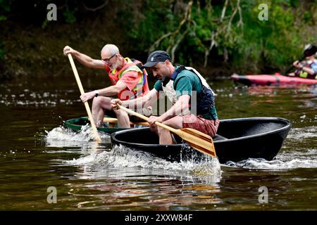 Ironbridge, Shropshire, Großbritannien. 26. August 2024 Ironbridge Coracle Regatta. Coracle Racer, die auf dem Fluss Severn planschen. Bild von David Bagnall. Quelle: David Bagnall/Alamy Live News Stockfoto