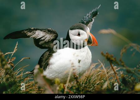 Der atlantische Papageientaucher, Fratercula arctica, mit geöffneten Flügeln, landet im Sommer auf Gras in Island Stockfoto