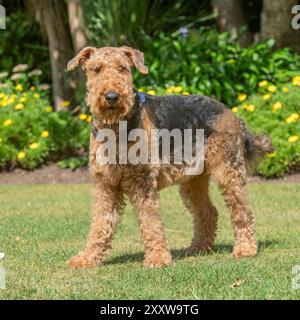 airedale Terrierhund, auf Gras im Garten Stockfoto