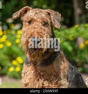 airedale Terrier im Garten, im Sommer Stockfoto