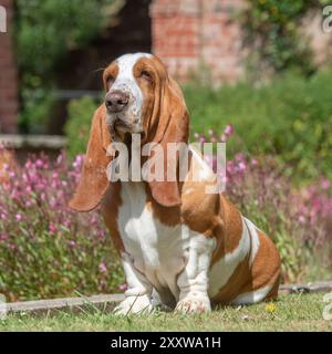 basset Hound sitzt im Sommer in einem Garten Stockfoto